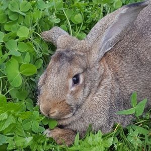 Meet your Posher, Lila